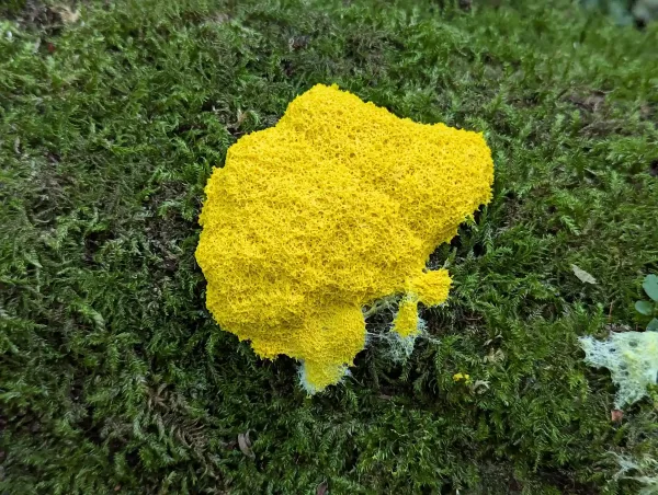 Close up of the Fuligo septica aethalium