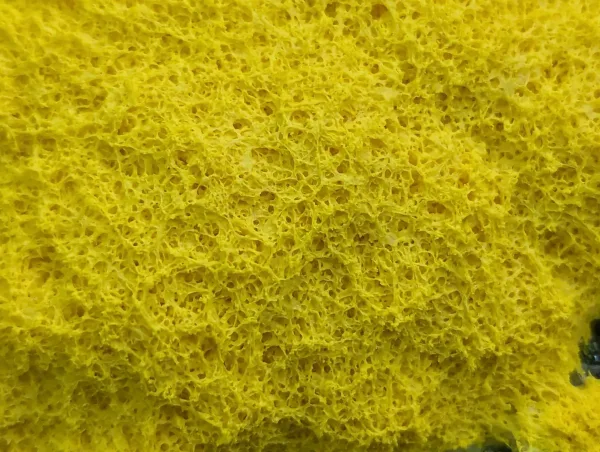 Close up of the Fuligo septica's reticulate mesh-like surface