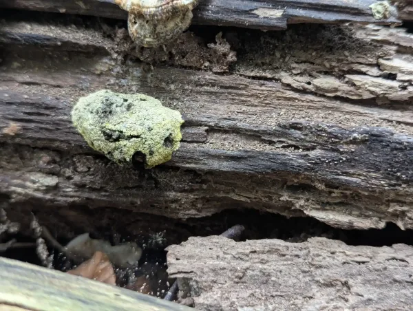 Solitary Fuligo septica aethalium with degrading cortex