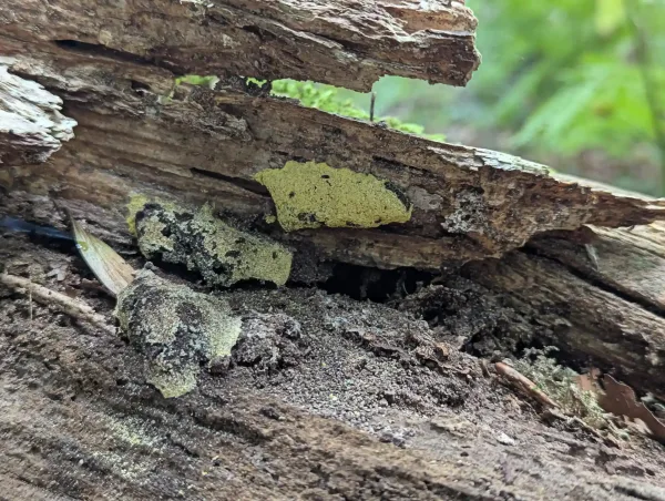 Group of Fuligo septica aethalia with degrading cortexes