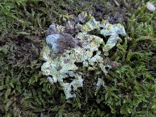Disintegrated Fuligo septica aethalium