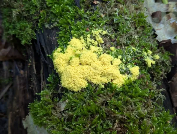 Consolidating Fuligo septica plasmodium near The Outpost, Strumpshaw Fen