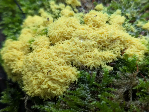 Close up of consolidating Fuligo septica plasmodium near The Outpost, Strumpshaw Fen