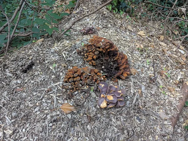 Close up of the dense cluster of fruiting bodies