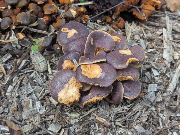 Greyish violet fruiting bodies of magenta rustgill