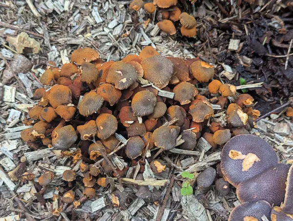 Magenta rustgill fruiting bodies turning a rusty colour
