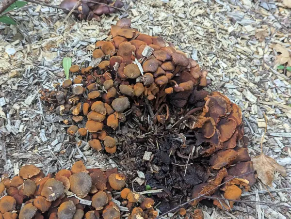 Rust coloured magenta rustgill fruiting bodies