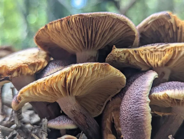 Close up of orangy yellow gills of magenta rustgill 