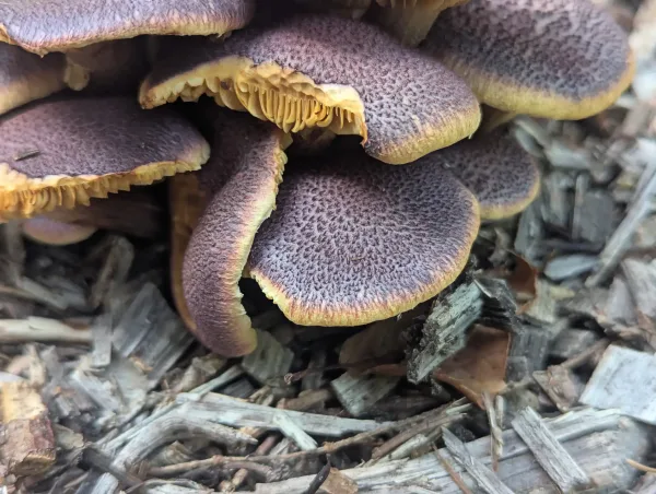 Close up of greyish violet magenta rustgill fruiting bodies with a light orangy yellow margin
