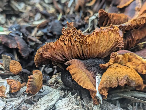 Close up of rusty orange gills of older magenta rustgill