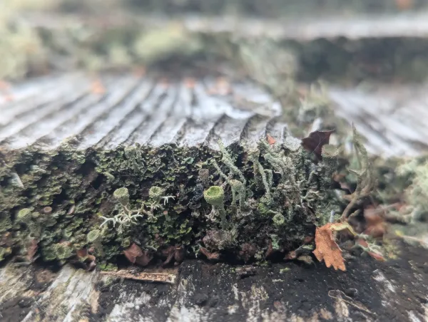 Lichens growing on bird hide timber roof