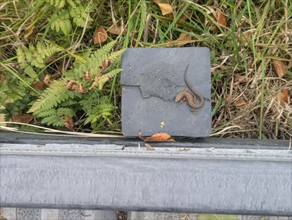 Lizard on top of plastic post of boardwalk at Cors Caron