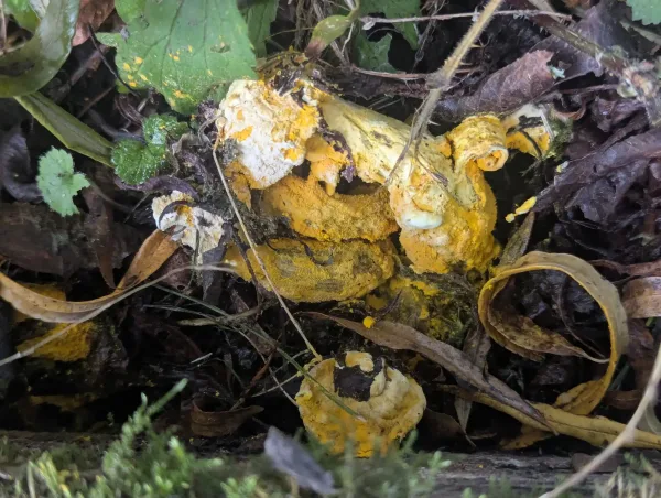 Yellow, cream and white mouldy mushroom