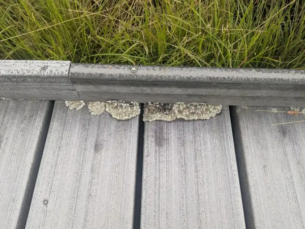 Lichen on plastic boardwalk at Cors Caron