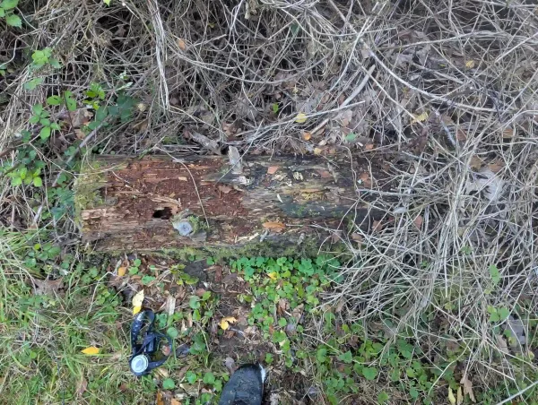 Decaying trunk section hosting likely Cribraria argillacea