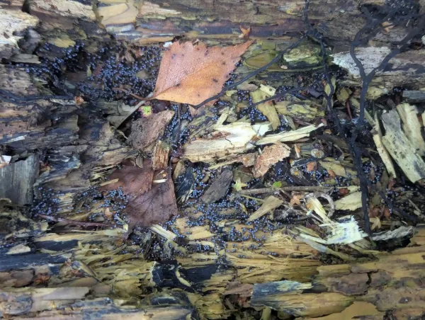 Young translucent, blue-grey sporotheca likely Cribraria argillacea on decaying trunk section