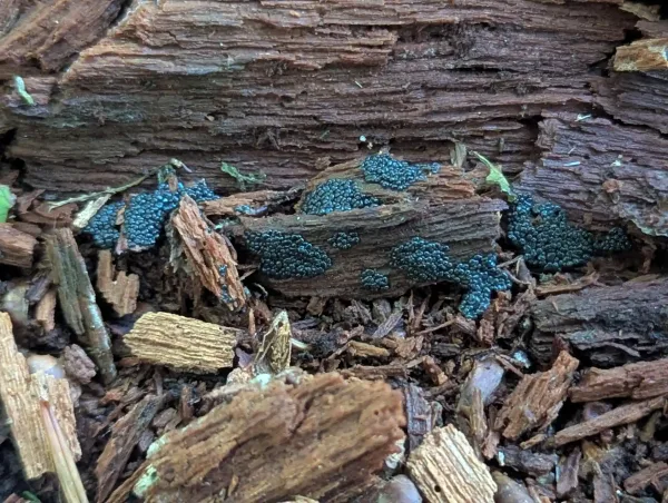 Glistening metallic blue-grey plasmodia, likely Cribraria argillacea, consolidating into crowded globose sporangial forms