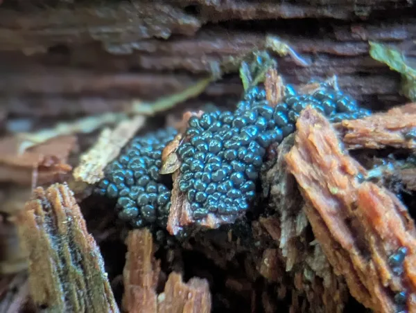 Consolidating glistening metallic blue-grey plasmodia, likely Cribraria argillacea – Photo A