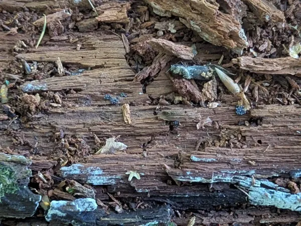 Smaller groups of crowded, spherical sporangia, likely Cribraria argillacea