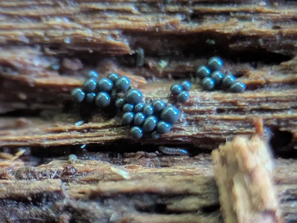 Close up of smaller groups of crowded, spherical sporangia, likely Cribraria argillacea – Photo A