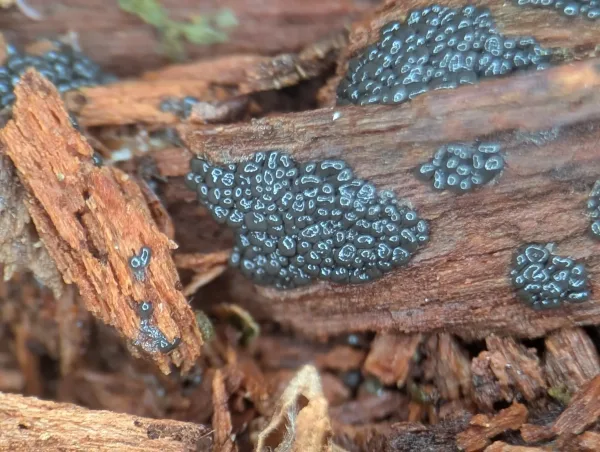 Consolidating glistening metallic blue-grey plasmodia, likely Cribraria argillacea – Photo B