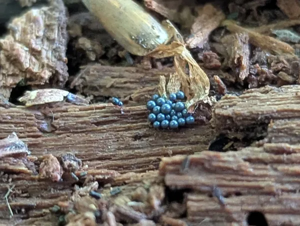 Close up of smaller groups of crowded, spherical sporangia, likely Cribraria argillacea – Photo B