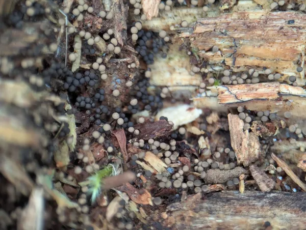 Some of the Cribraria argillacea sporothecae had matured to matt black-grey