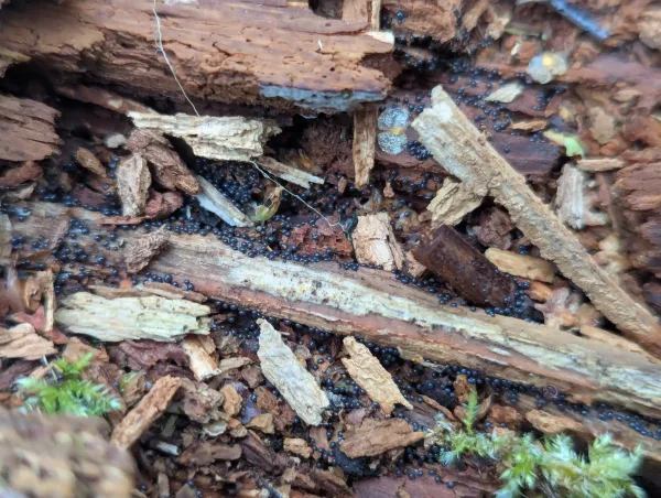 Shiny black-grey plasmodium, likely Cribraria argillacea, consolidating into individual sporangial forms – Photo C