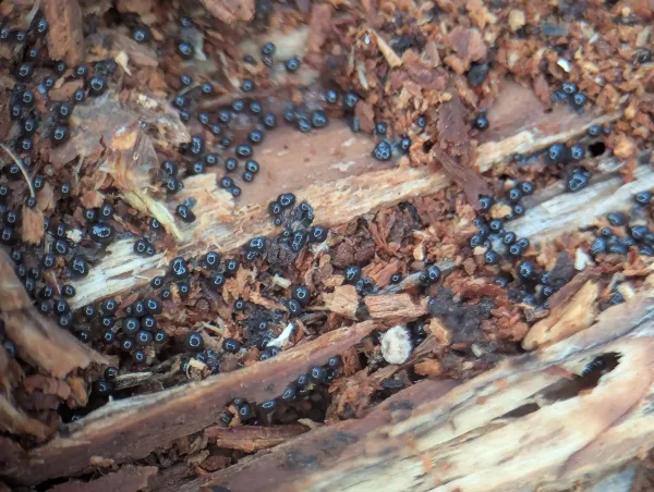 Shiny black-grey plasmodium, likely Cribraria argillacea, consolidating into individual sporangial forms – Photo A