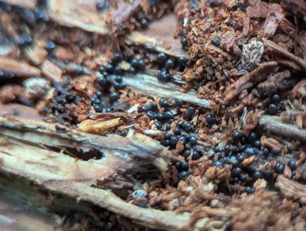 Shiny black-grey plasmodium, likely Cribraria argillacea, consolidating into individual sporangial forms – Photo B