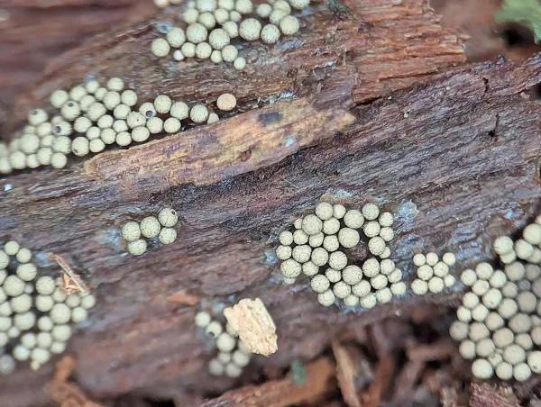 Next day. Close up of the maturing likely Cribraria argillacea sporothecae – Photo B