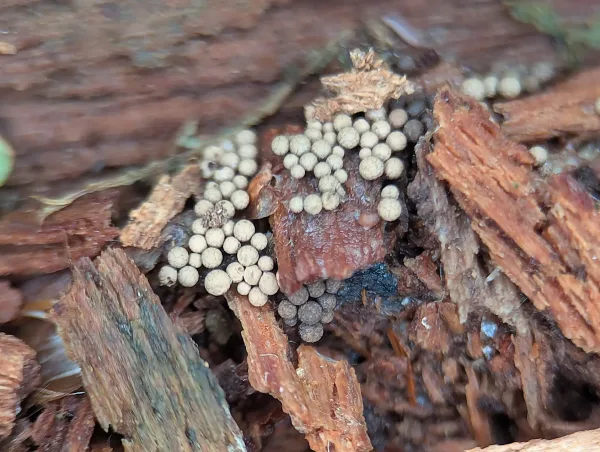 Next day. Close up of the maturing likely Cribraria argillacea sporothecae – Photo C