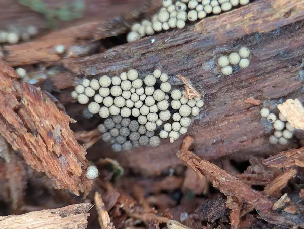 Next day. Close up of the maturing likely Cribraria argillacea sporothecae – Photo A