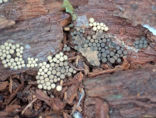 Next day. Close up of the maturing likely Cribraria argillacea sporothecae – Photo D