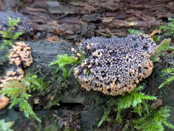 Close up of Tubifera ferruginosa pseudoaethalium maturing from salmon to greyish violet.