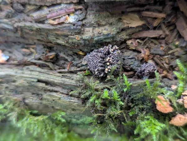 Close up of maturing greyish violet Tubifera ferruginosa pseudoaethalium with salmon tips.