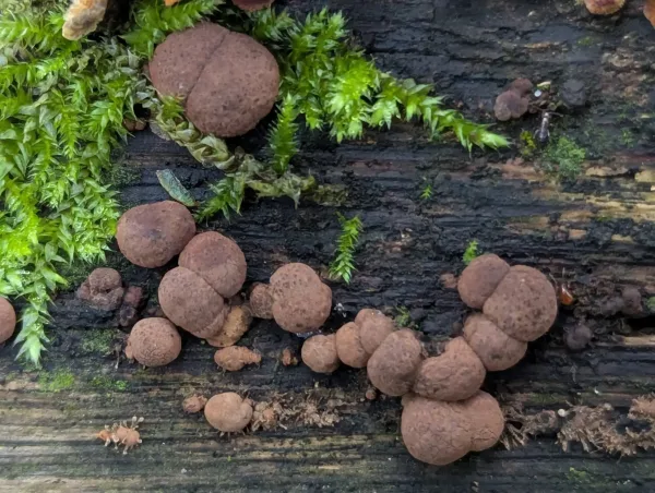 Close up of possible Hypoxylon fragiforme on decaying trunk section.