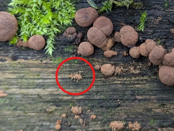 Likely small primordium of Hypoxylon populated with, likely, a parasitic fungus.