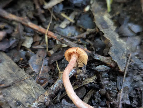 Close up of gills of unidentified – maybe Tubaria furfuracea fungi.