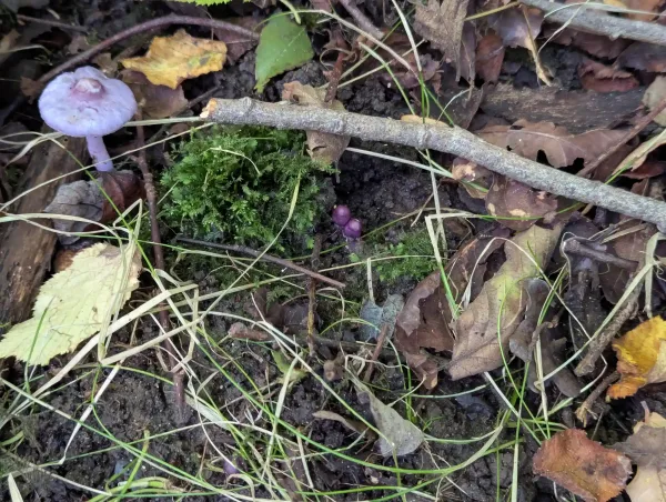 The two young, emerging purple fungi with ovoid, button-like caps near a more mature lilac form, whose cap has expanded with a distinct umbo at its centre.