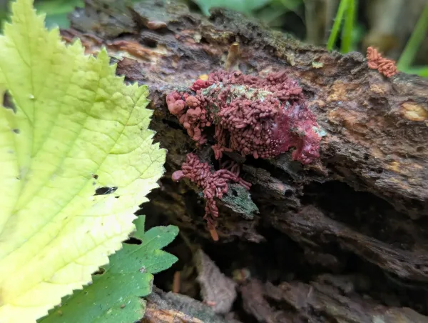 Wine-red crowded slime mould sporangia on decaying wood.