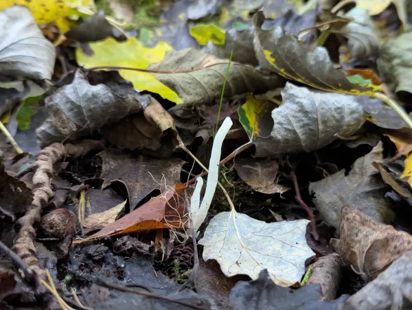 Close up of a white slender, unbranched, upright club.