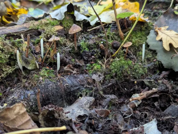 White slender, unbranched, upright clubs growing from moist dark soil and leaf litter.