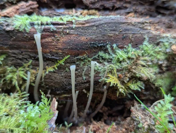 White fungi stalks minus the caps in front of a mossy decaying section of trunk.