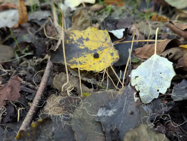 Tall, thin, upright straw-yellow clubs growing from leaf litter.
