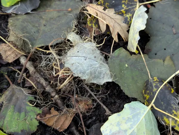 Tall, thin, upright straw-yellow clubs growing from leaf litter and their tangled mess of thread-like rhizomorphs in the leaf litter.