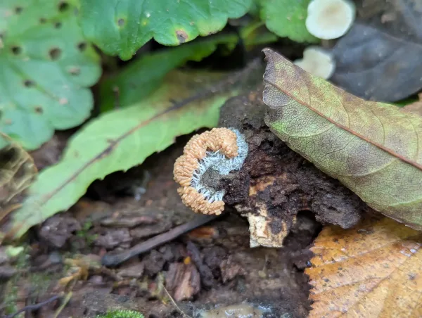 Moist, pinkish buff tubular slime mould sporangia with white stalks.