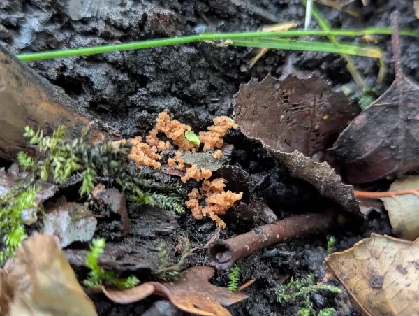 Apricot slime mould plasmodium in moist, dark soil and leaf litter.