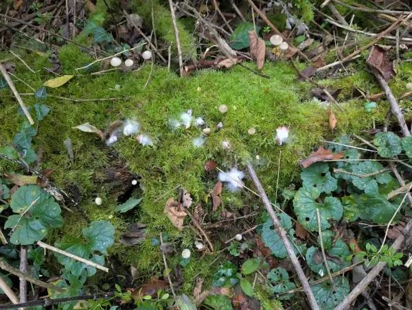 Fuzzy white fungal growths on small fungi on moss covered wood.