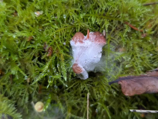 Fuzzy white fungal growth engulfing some small fungi.